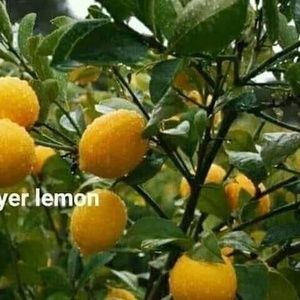 Meet your Posher, Paulette